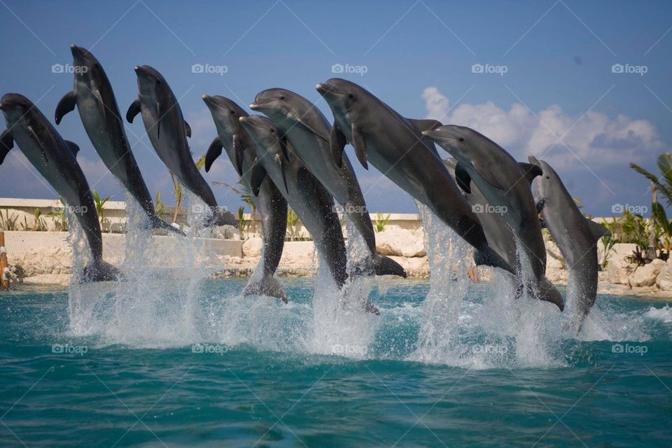 Dolphin Show 🐬