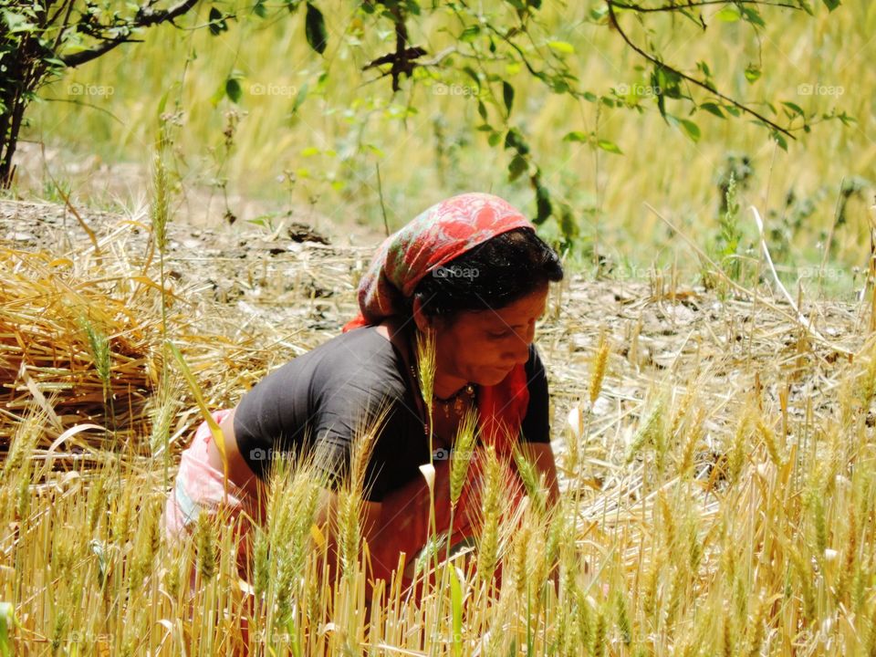 a famer women cut the crop in field