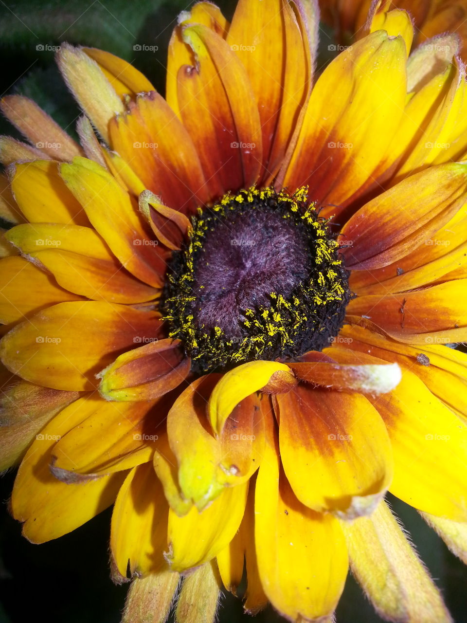 Nothing says Fall like this splendid flower!