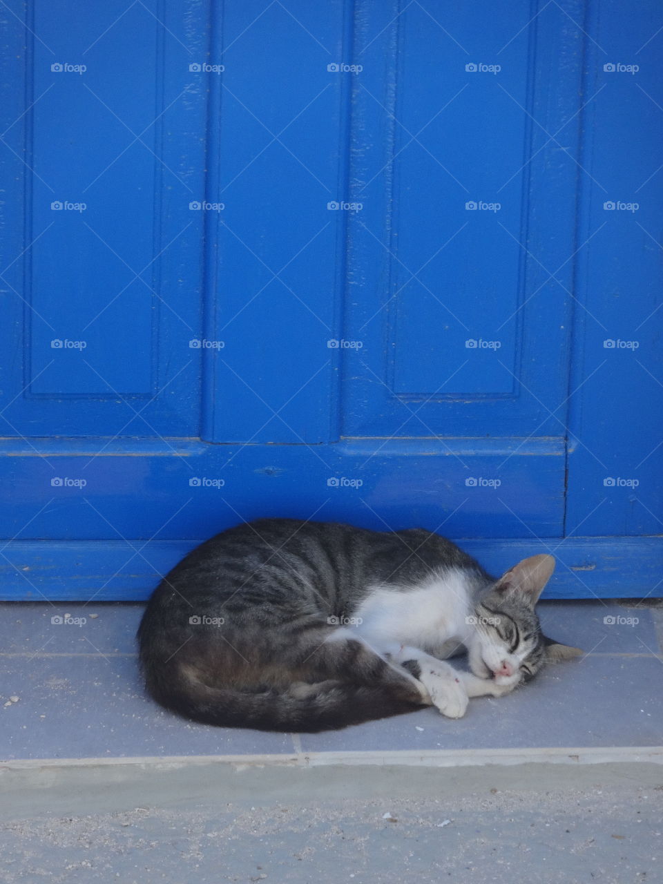 Sleeping cat in greek island