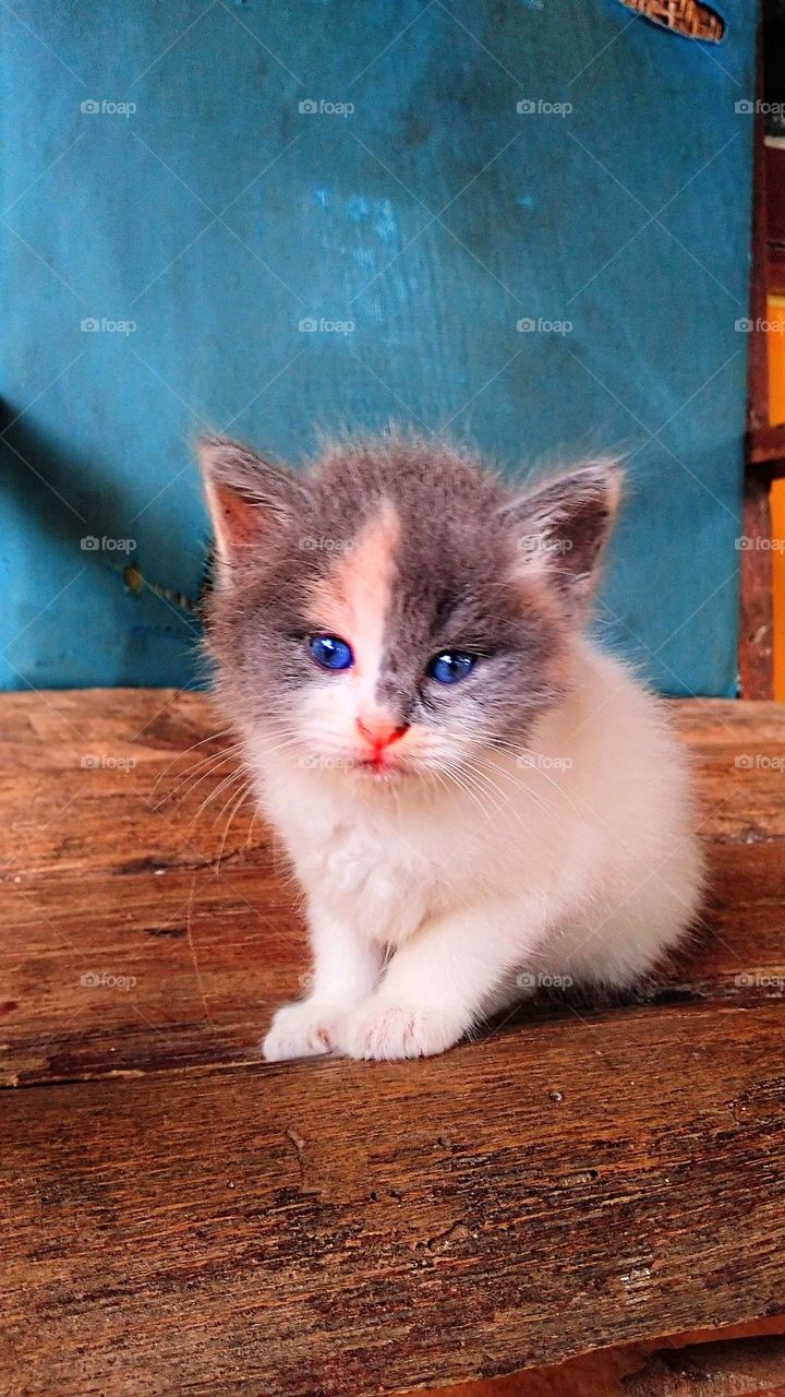 Cute baby kitten sitting on a wooden chair