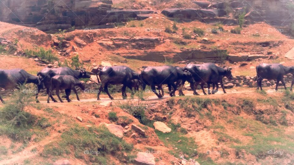 Pusu photos go on the mountain path