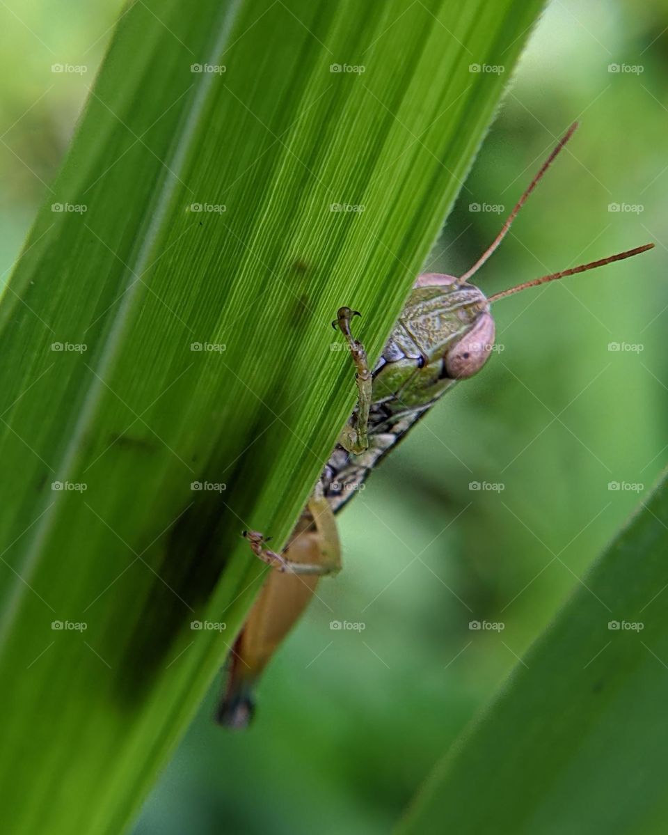 grasshopper