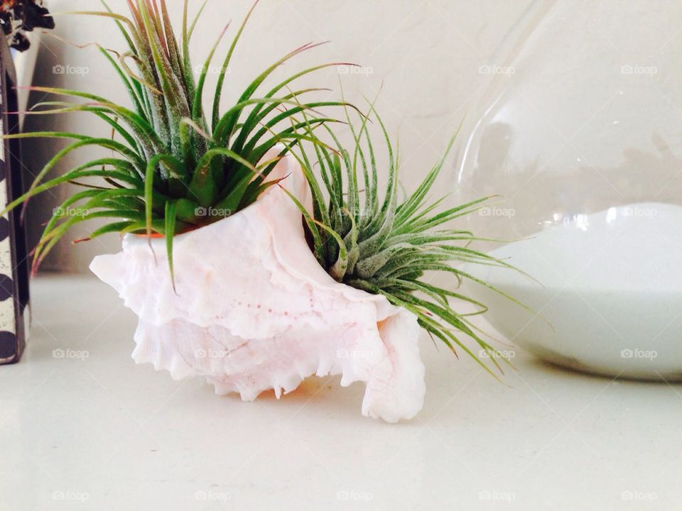 Air Plant in a Conch Shell