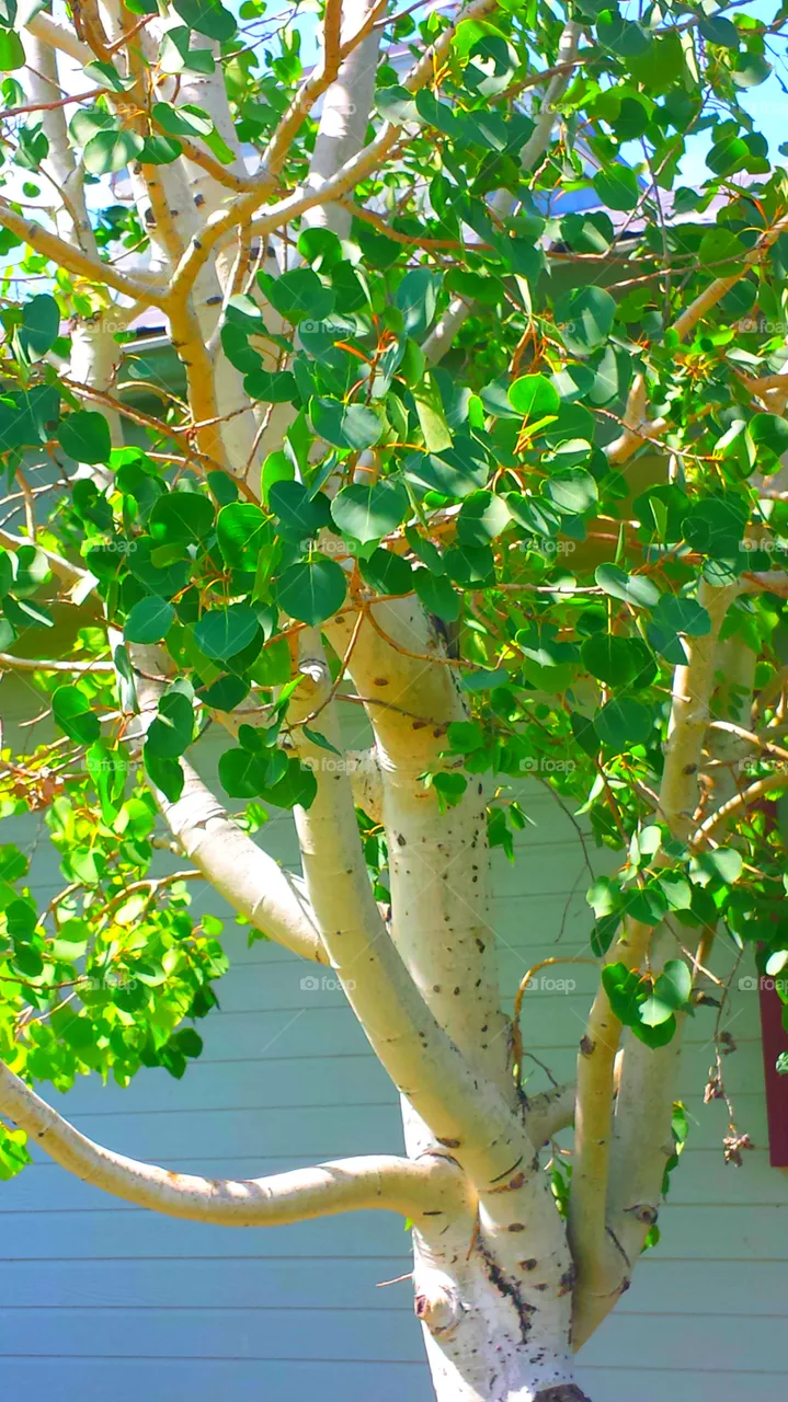 Birch Tree