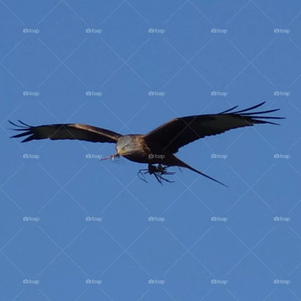 Red kite 