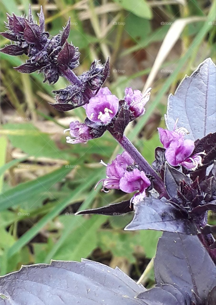 beautiful blooming purple basil