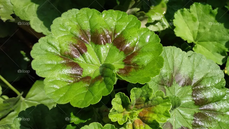 Geranium