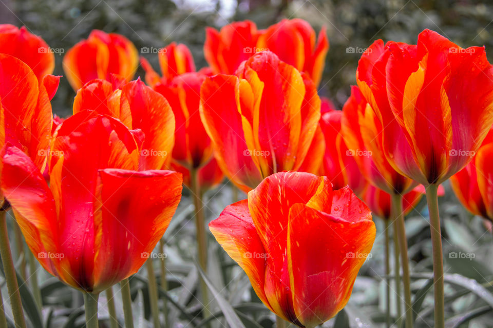 Tulips galore