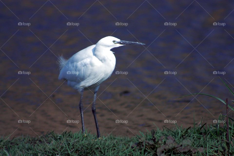 beautiful heron