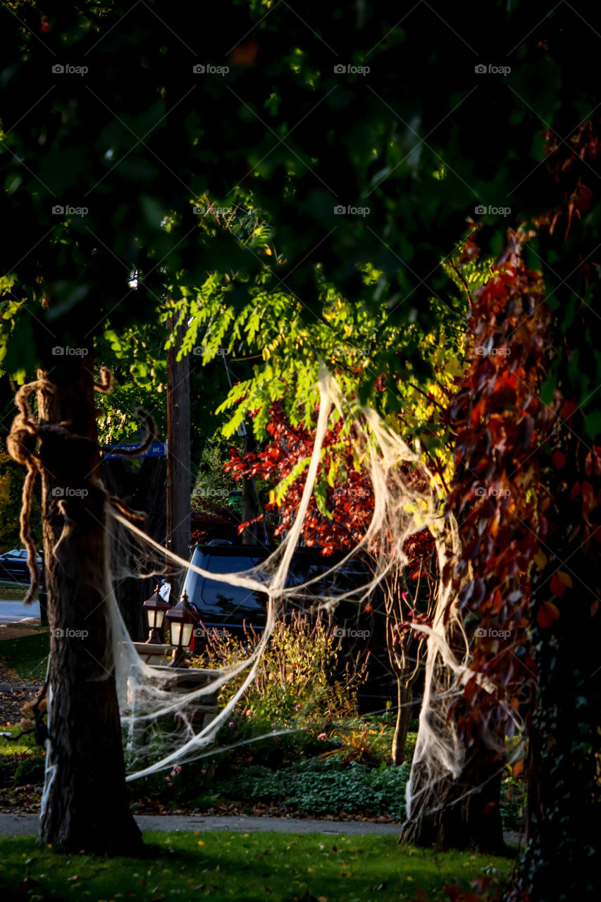 Giant spider web decoration for Halloween