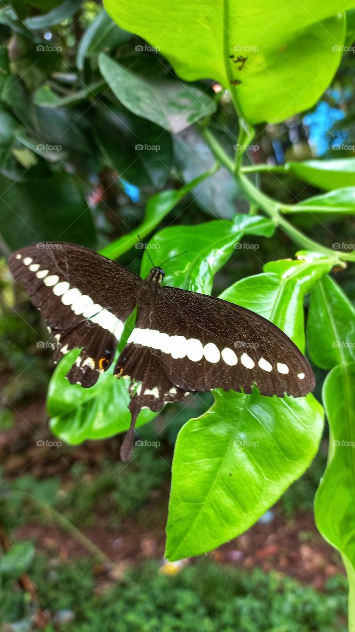 A beautiful butterfly sitting on an orange leaf