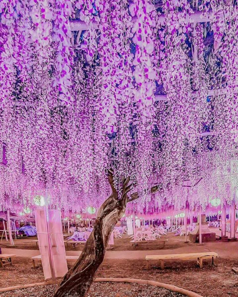 beautiful colorful tree's