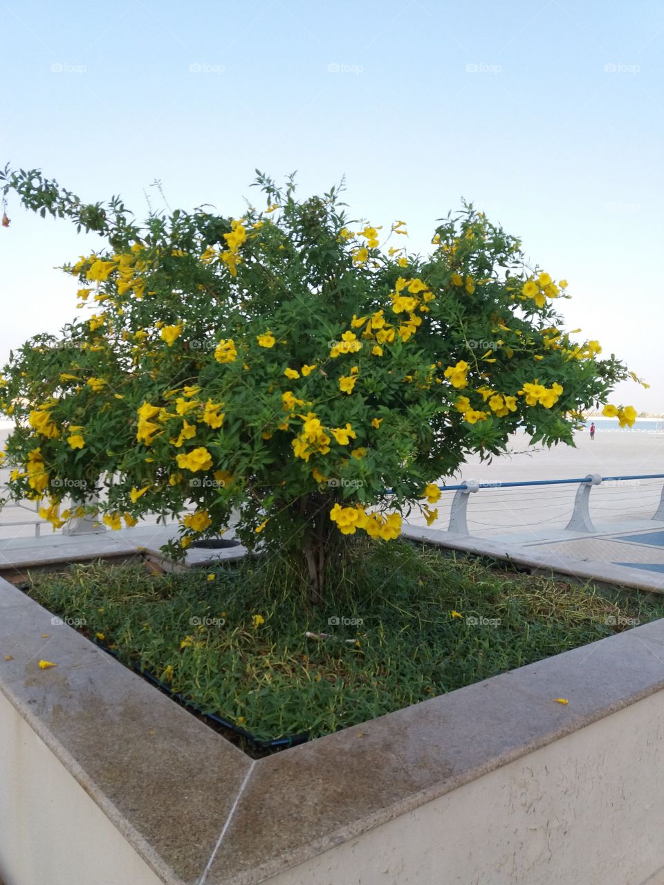 trees with yellow flowers