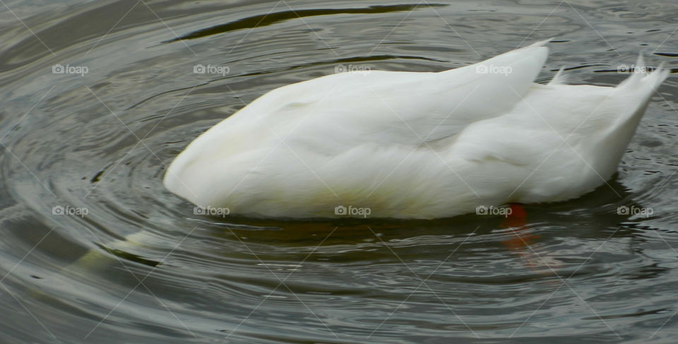 Duck diving