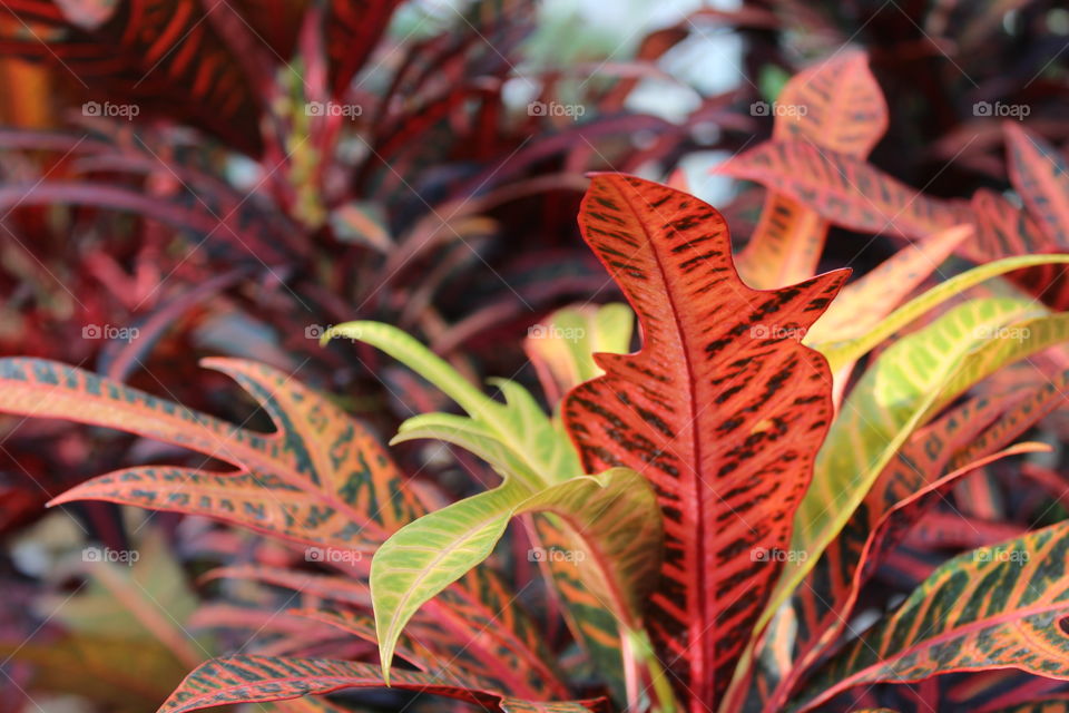 beautiful red plants