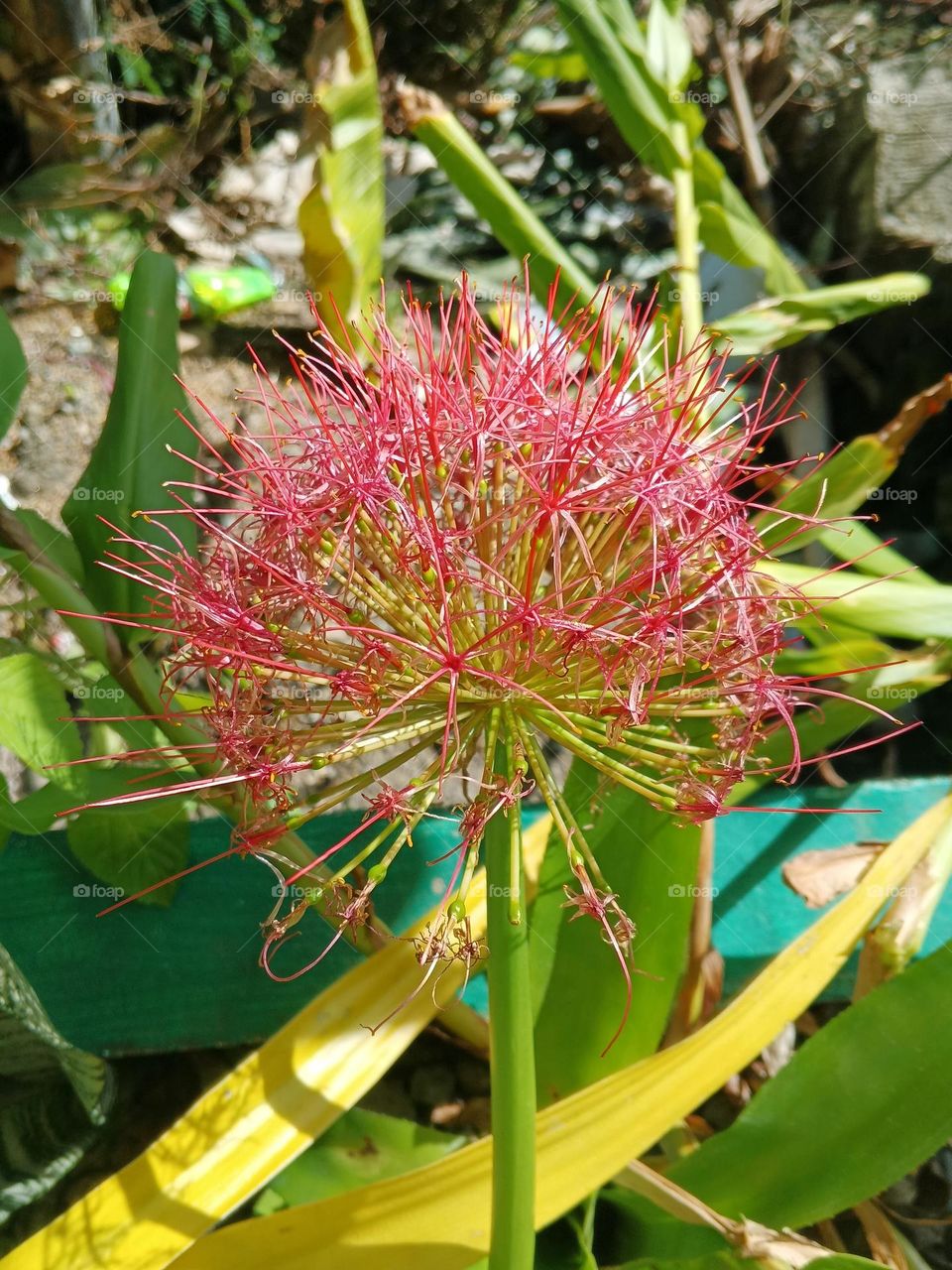 red flower at summer