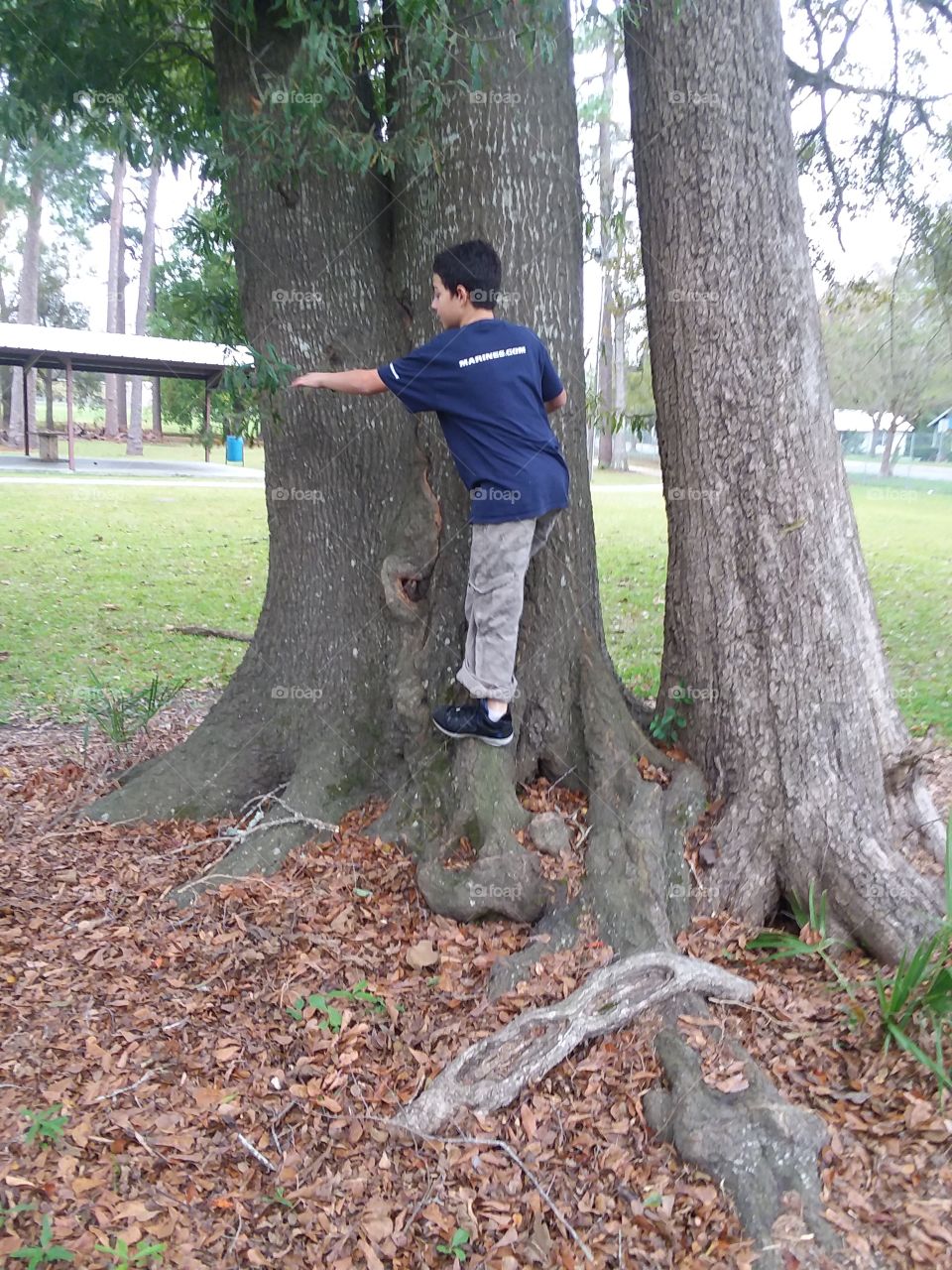 climbing a tree the right way