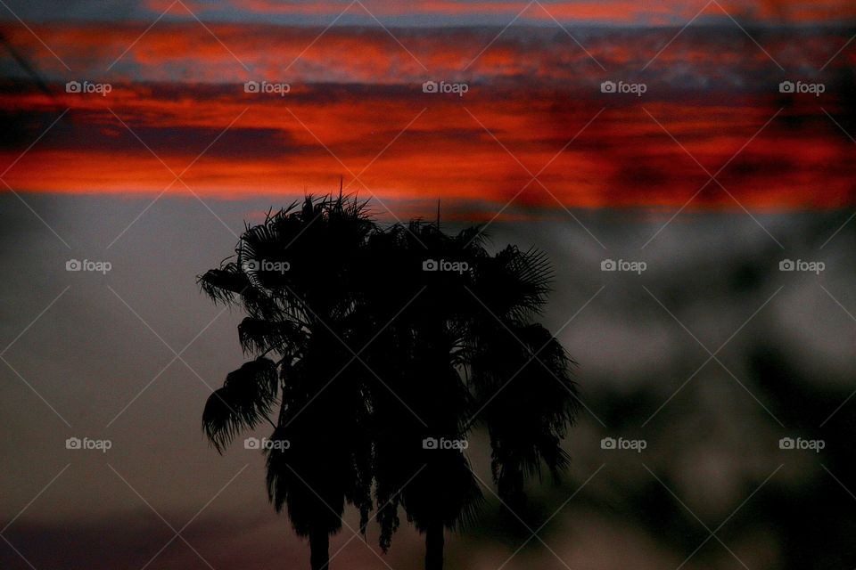 Palm Trees in silhouette