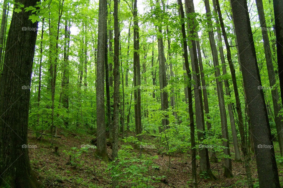 sky green spring range by mrsredd