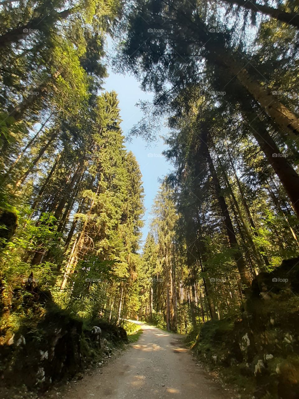 wood in Summer with high pines