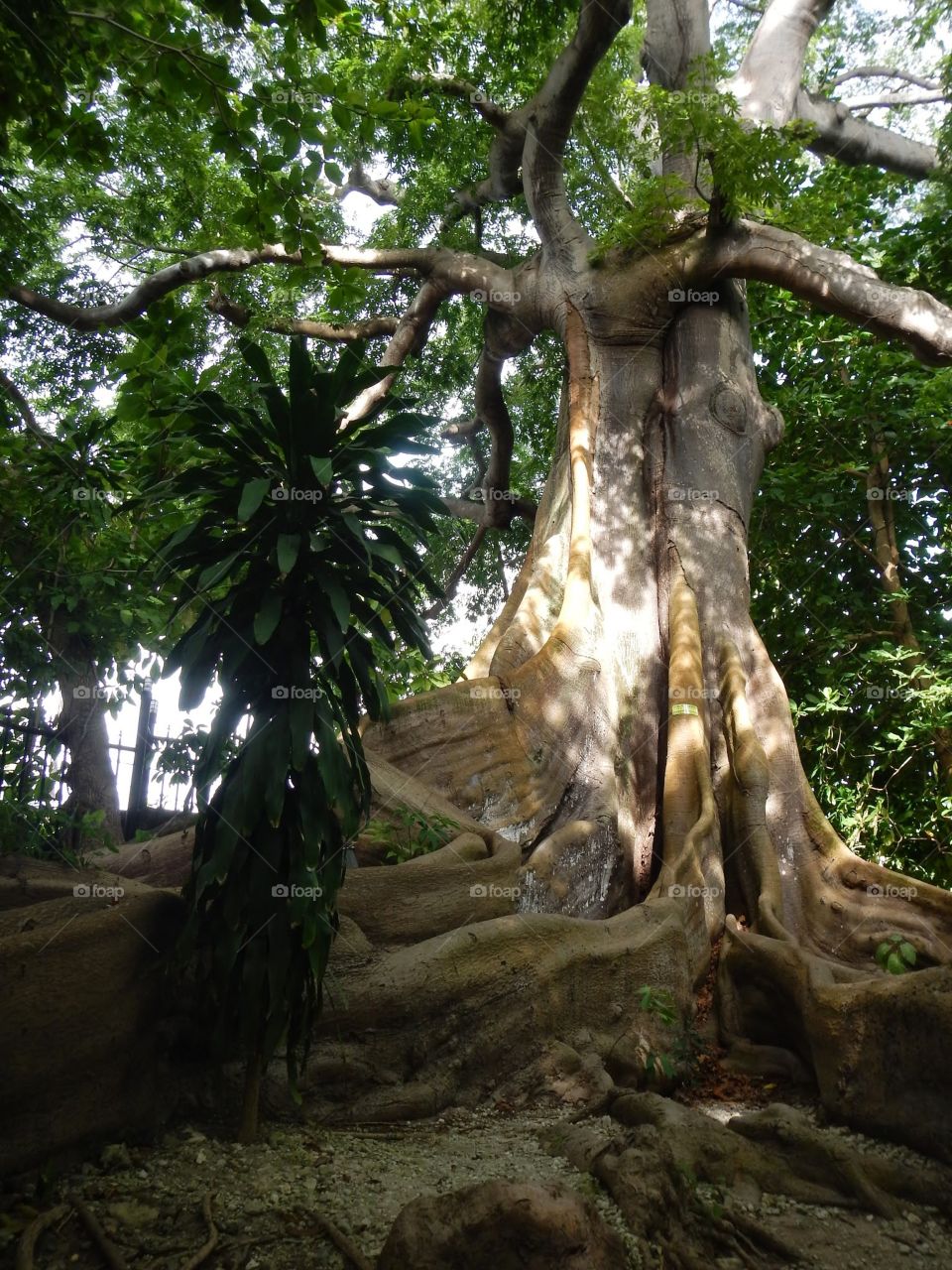 Tree. A massive tree in Jamaica