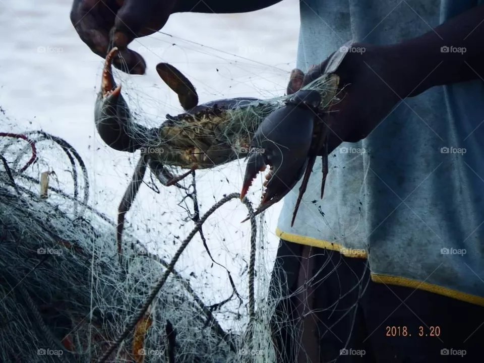 Crab