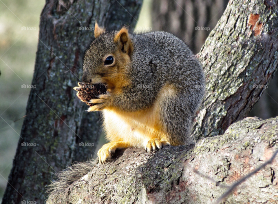 animal squirrel cute eating by landon