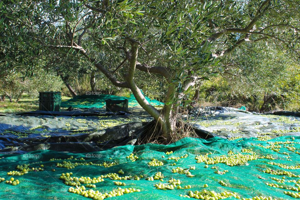 November olive harvest in the Mediterranean