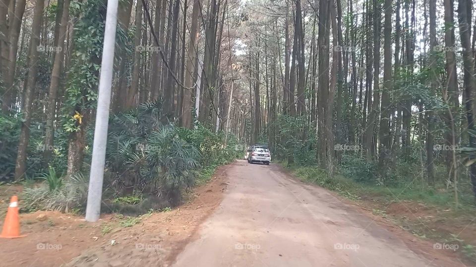 Pine Forest at Mount Pancar Nature Tourism Park Bogor, Indonesia