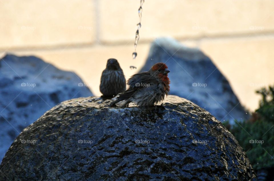 Bathing sparrows