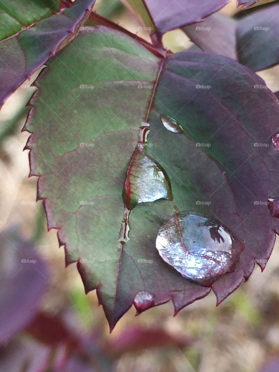 Drip, drip, drop. Little April Showers. Fresh spring leaves freshly watered from a passing rain storm. 
