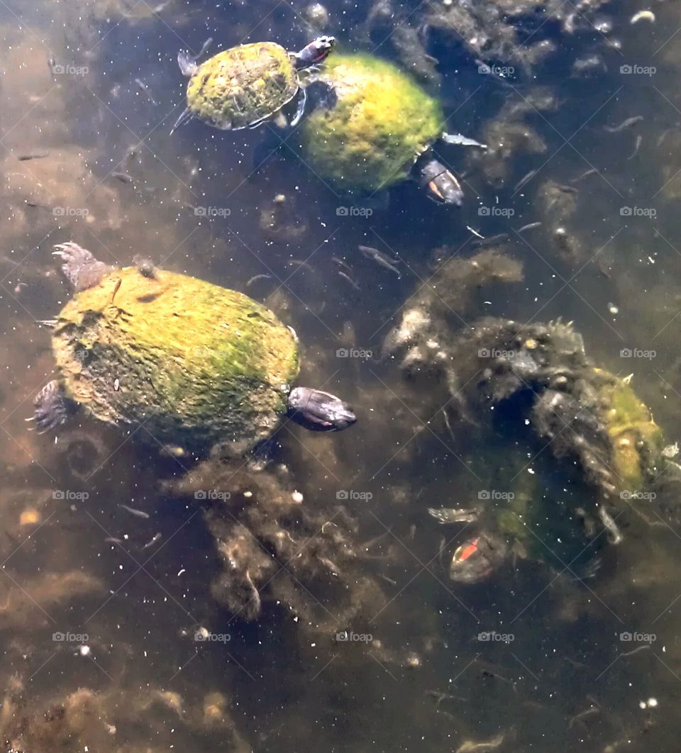 Turtle Pond. The turtle pond at the University of Texas.