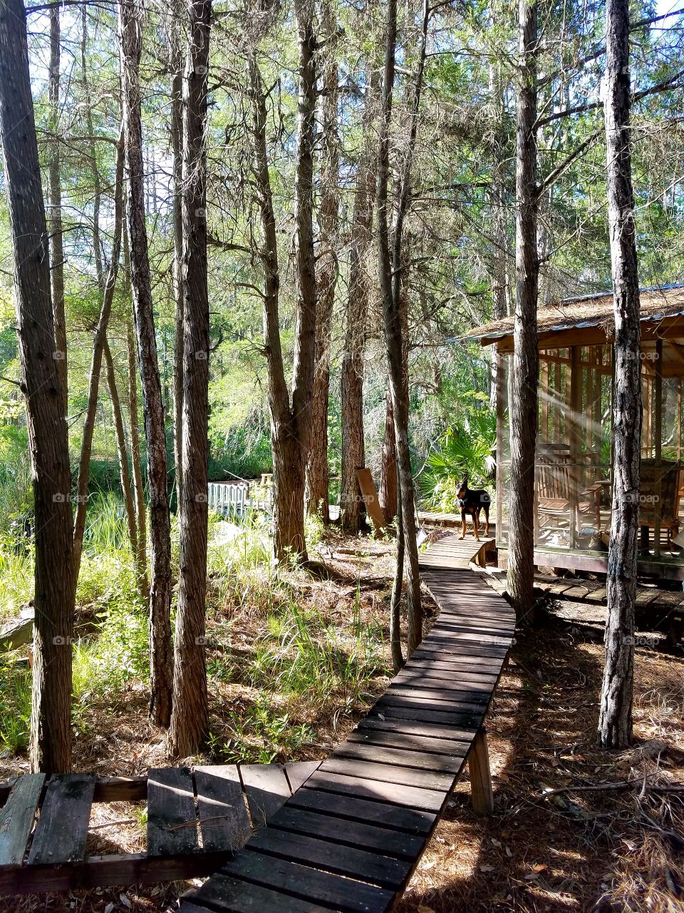 woods, cabin, Doberman, boardwalk