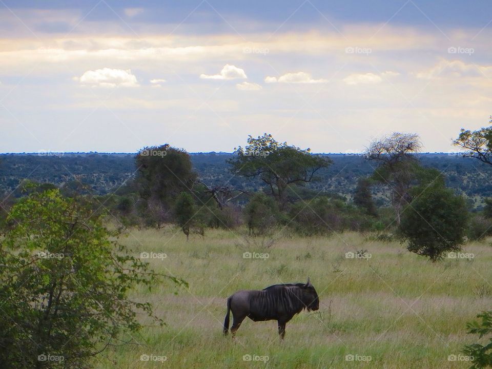 Lone Wildebeest