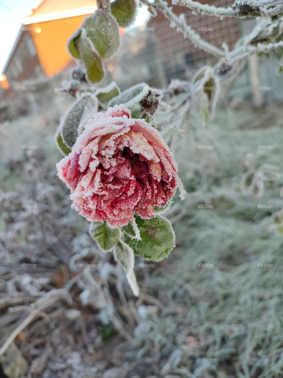 A rose in winter