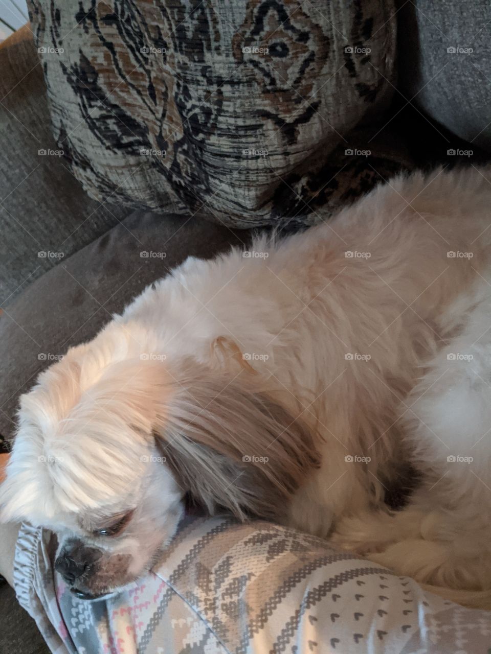 getting comfortable for a nap 💤