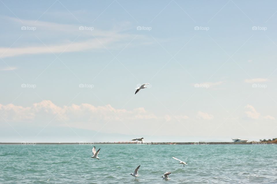 Seagulls fish in the water