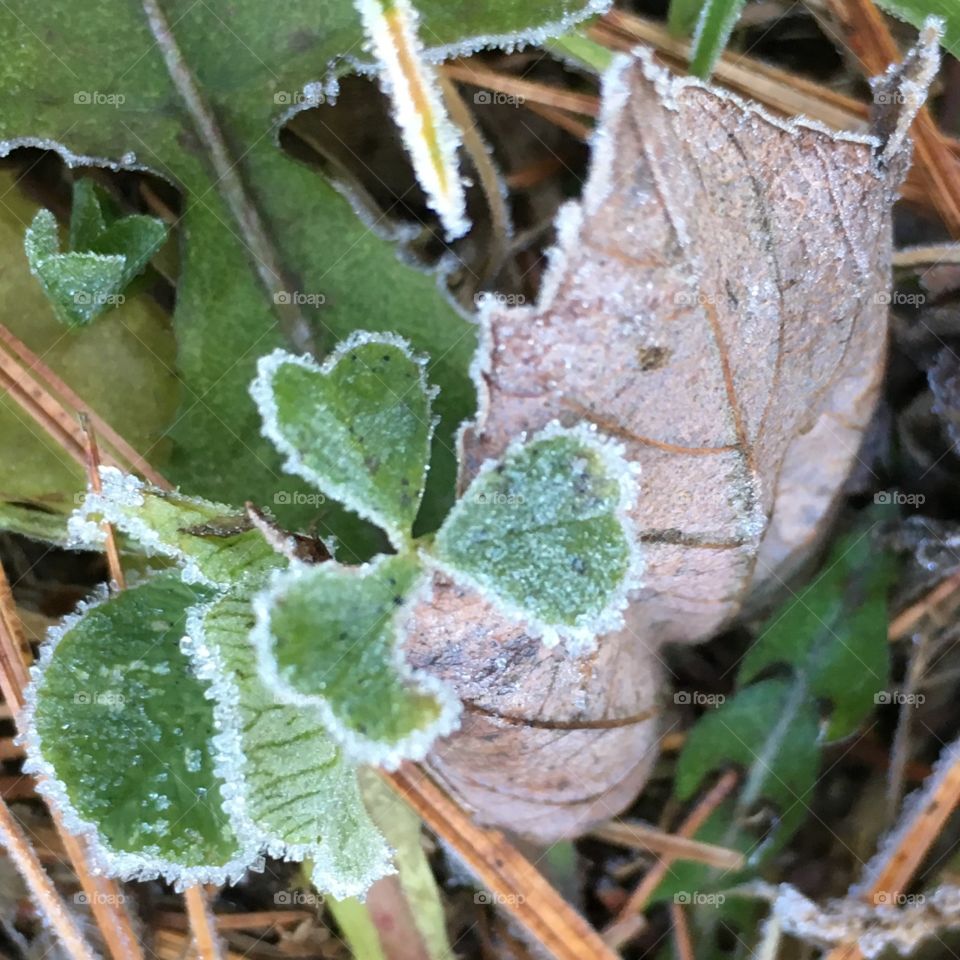 Frosted Clover