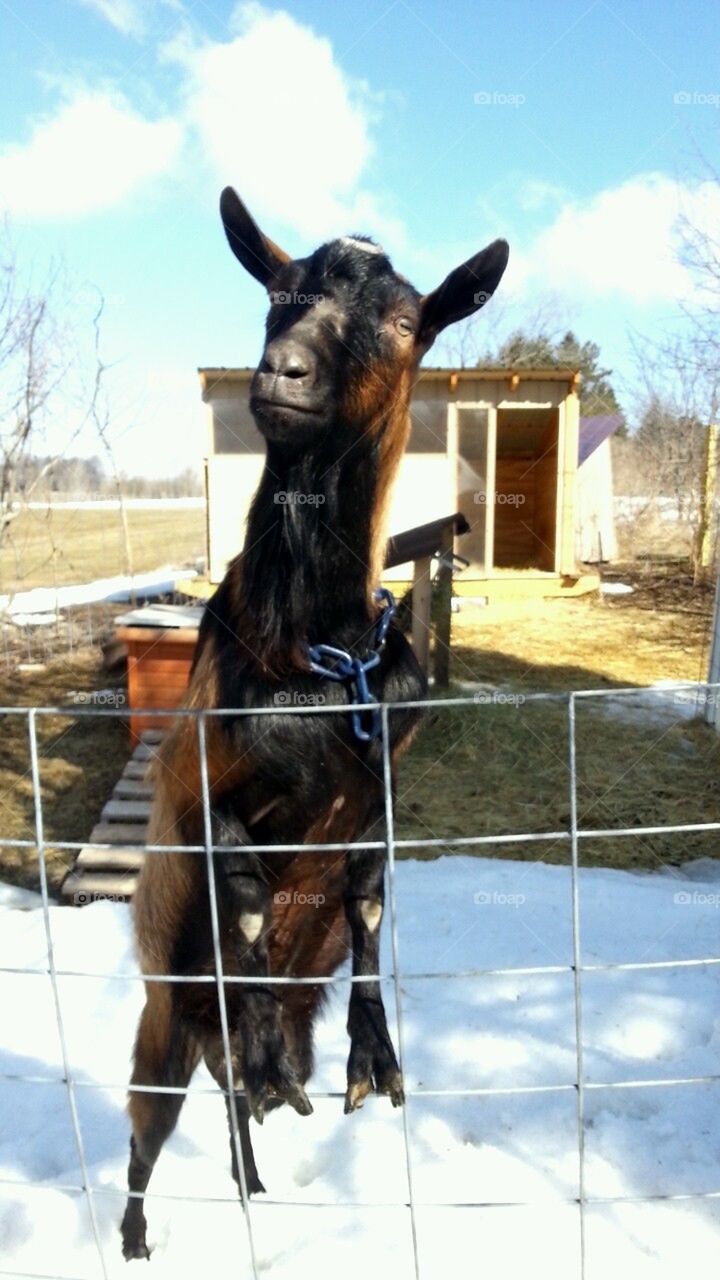 handsome goat