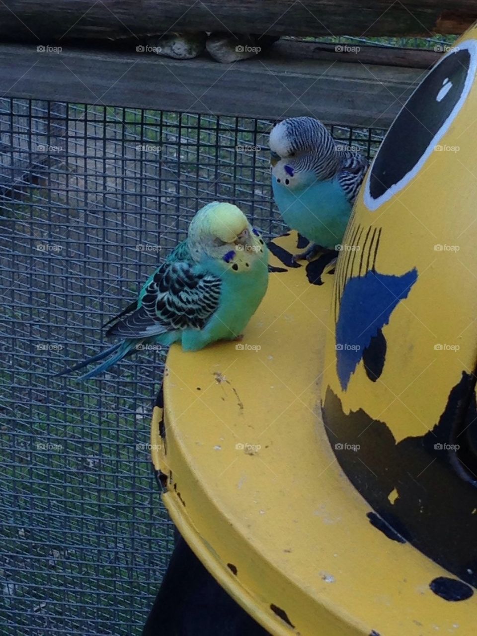 Parakeets at the zoo