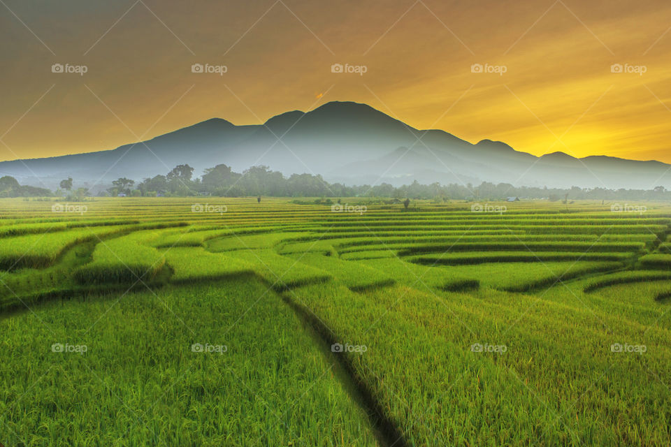 the beauty of the sunrise over green rice fields
