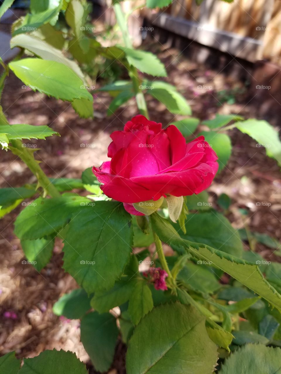 Red rose.  Veterans Honor Rose