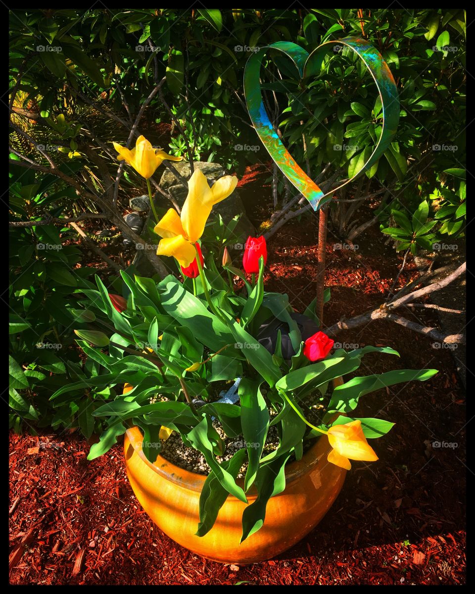 New Tulips 🌷