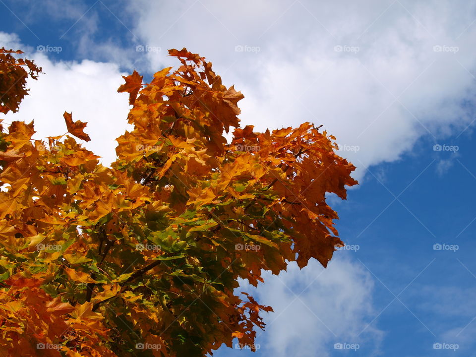 Fall, Leaf, No Person, Tree, Nature