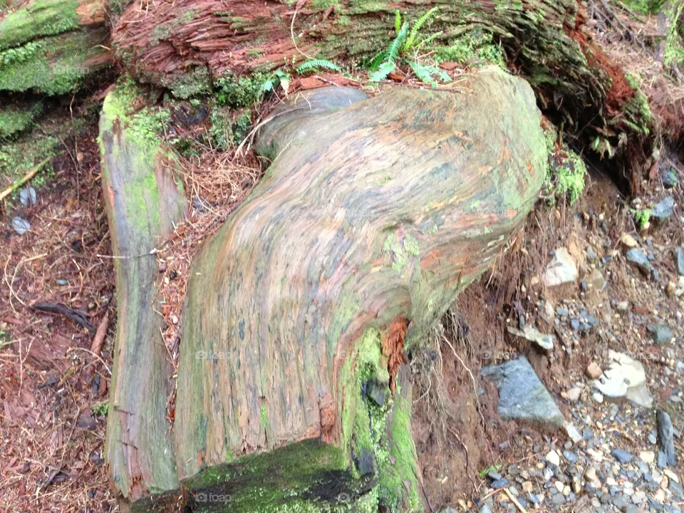 Root