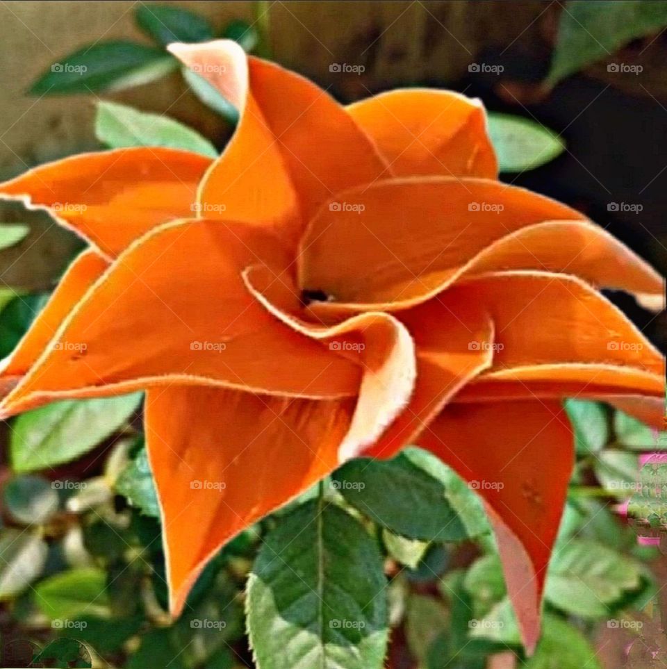 most beautiful and attractive flowers in the garden.