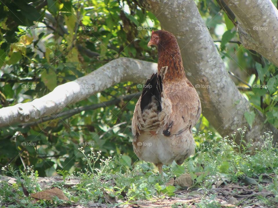 Hen Outdoor