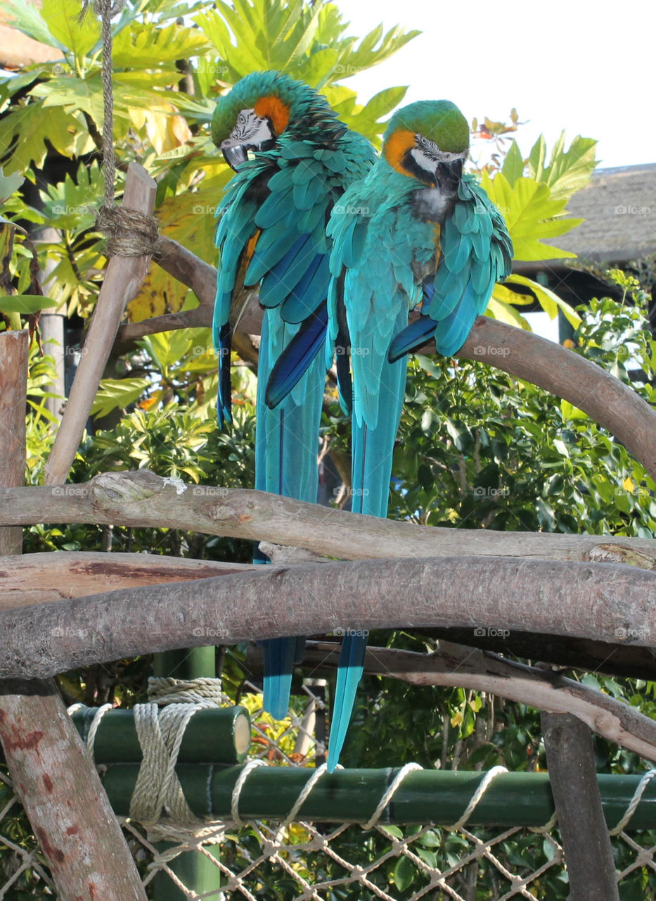 Blue parrots