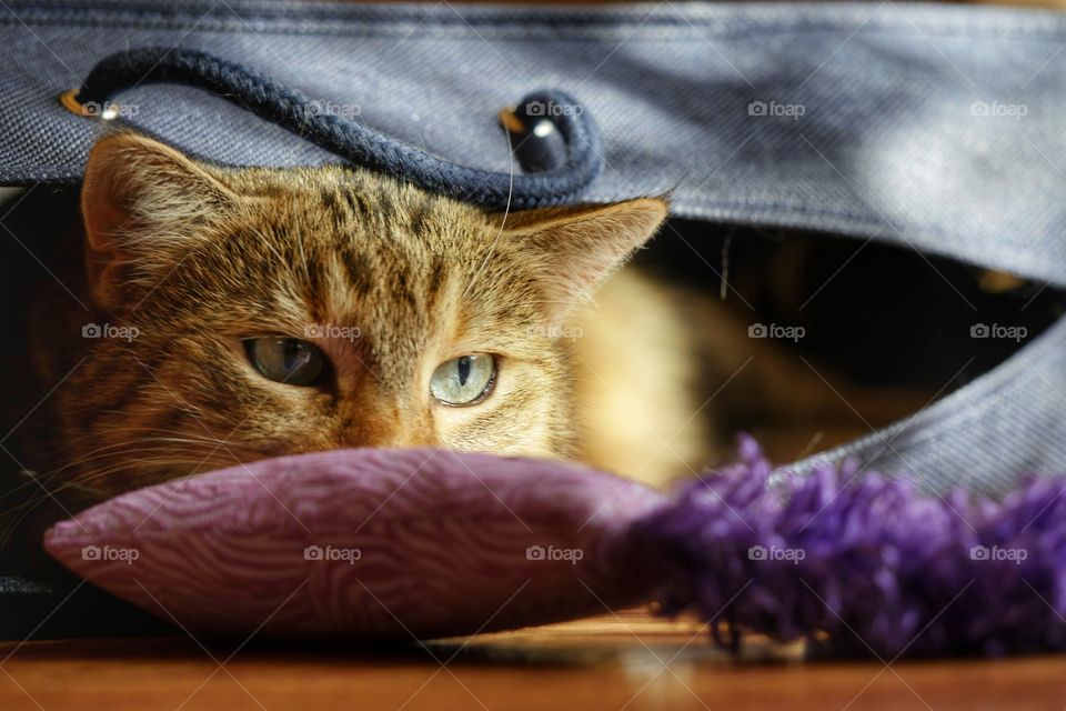 Hidden cat